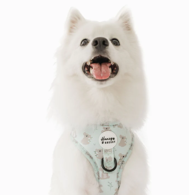 Hanzy & Bhessy Kuddly Koala Adjustable Harness