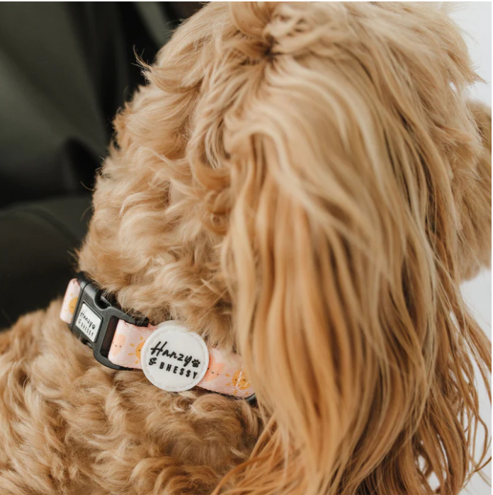 Hanzy & Bhessy Sprinkes of Love Collar