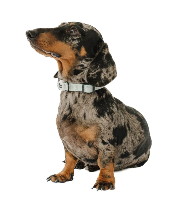 Hanzy & Bhessy Kuddly Koala Collar