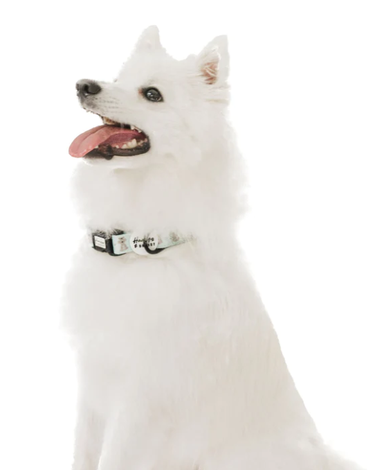 Hanzy & Bhessy Kuddly Koala Collar