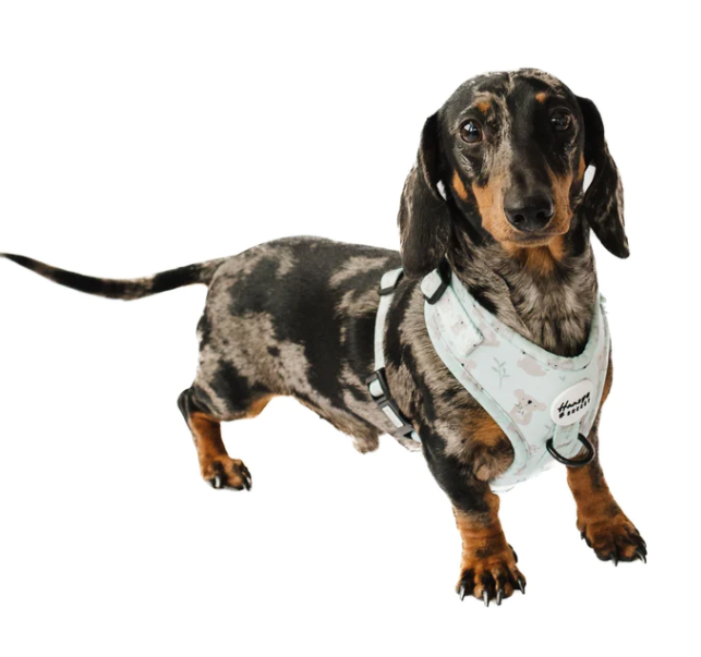 Hanzy & Bhessy Kuddly Koala Adjustable Harness
