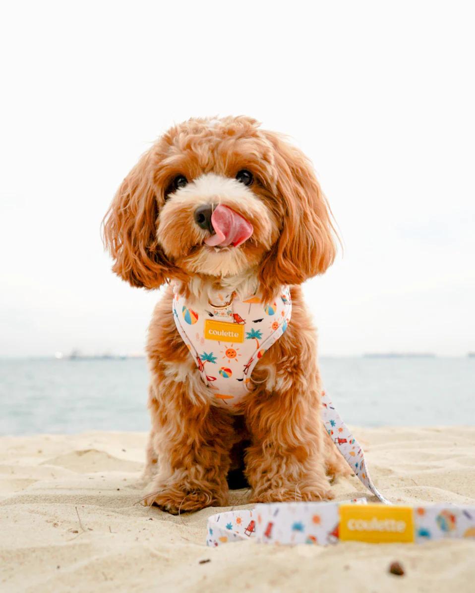 Coulette Co Beach Please Harness / Set