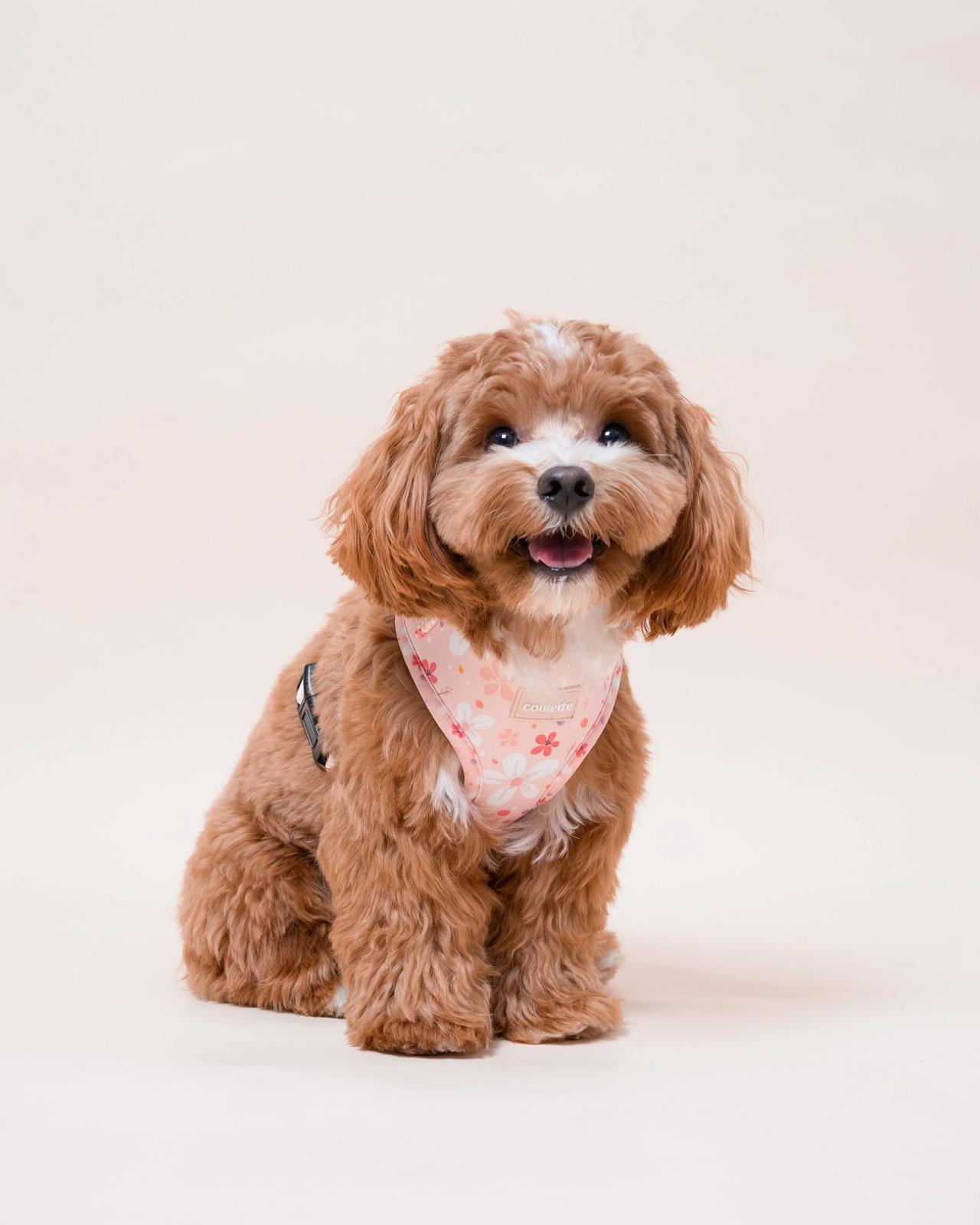 Coulette Co Sakura Dream Harness / Set